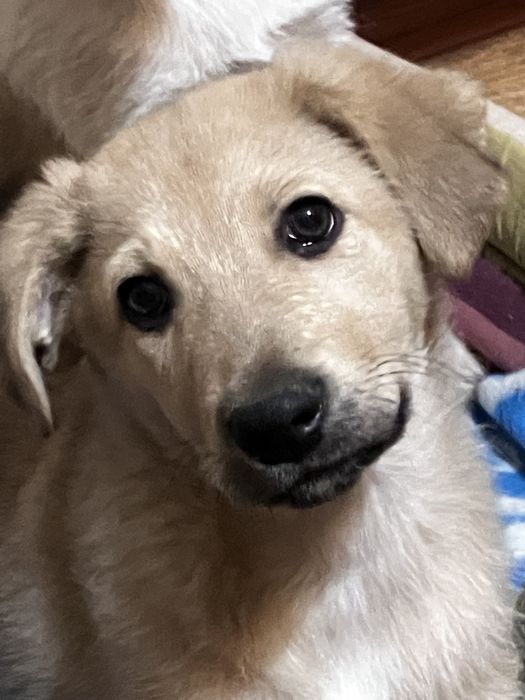 В добрі руки цуценятко