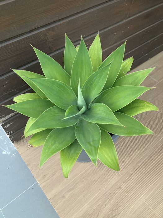 Vaso com planta agave media grande