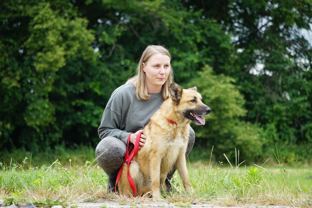 Trycek - pies w typie owczarek niemiecki