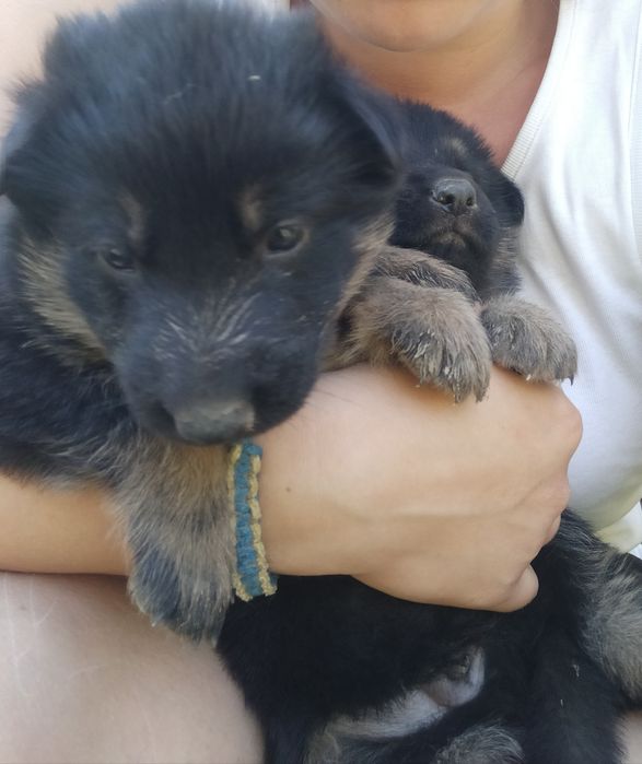 Кабель німецької вівчарки. В'язка.