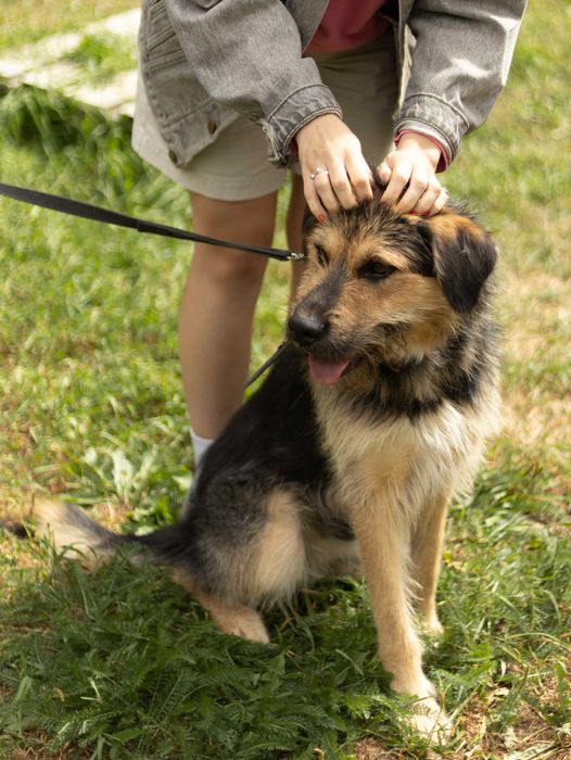 Piesek do adopcji CZARUŚ