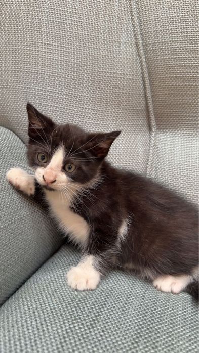 Gatos para  adoção