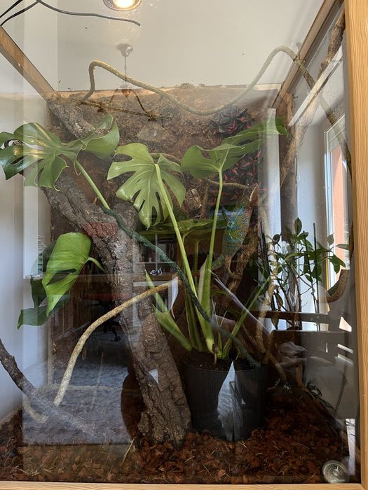 Terrarium dla kameleona/gekona/agamy/jaszczurki