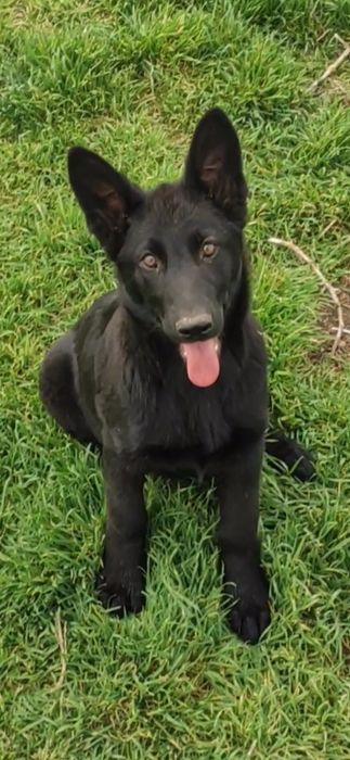 Продам щенков немецкой овчарки