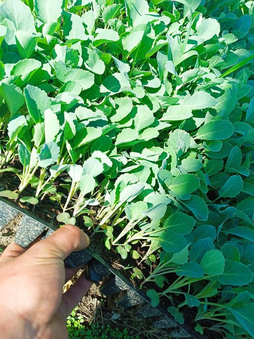 Rozsady warzyw, kapusta