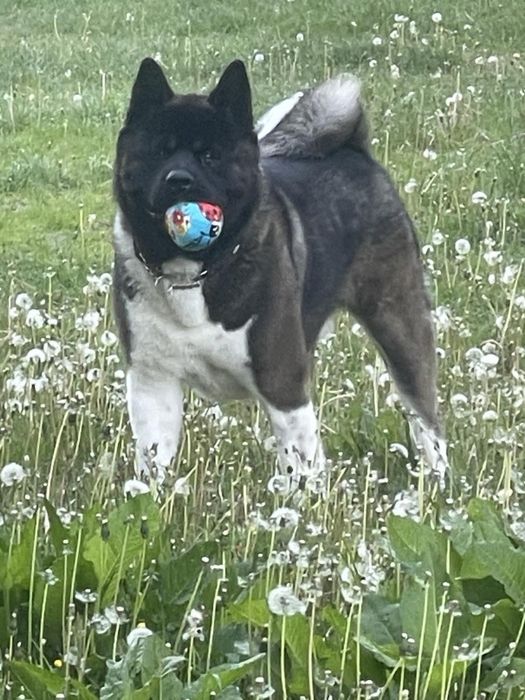 Досвідчений кобель Американська Акіта для вʼязки .