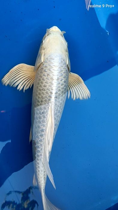 Karp koi long fin