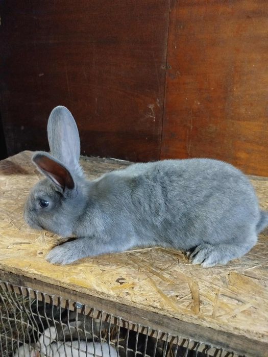 Кролики (хлопці)