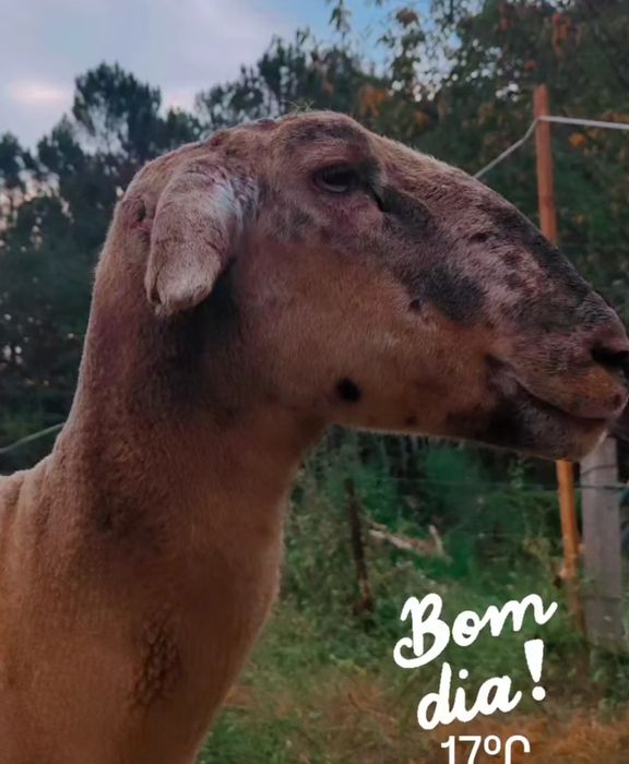 Carneiro a Cobrir Muito Bem MANSO