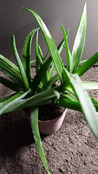 Алое вера Вазони