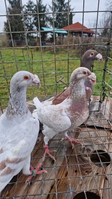 Gołębie staropolskie