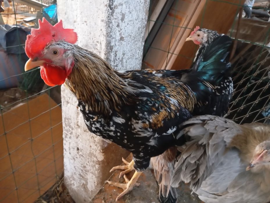 Młode koguty mixy z października 2025