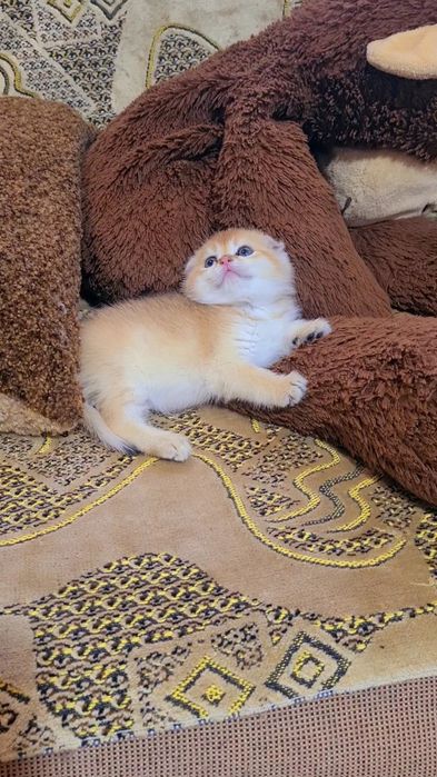 Шикарные котята золотая шиншилла