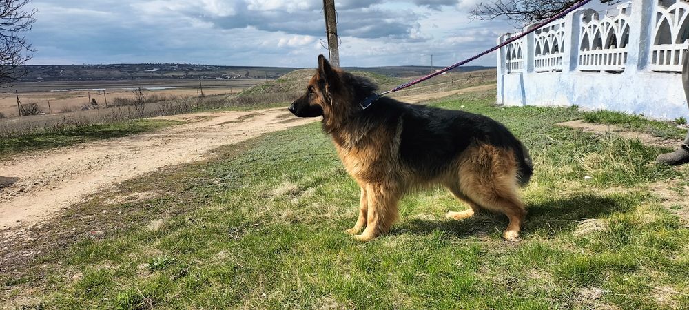 Пропонується для в'язки кобель німецької вівчарки