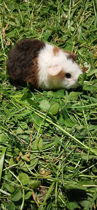 Американська Тедді