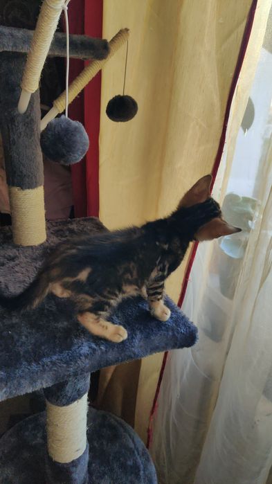 Бенгальський котик