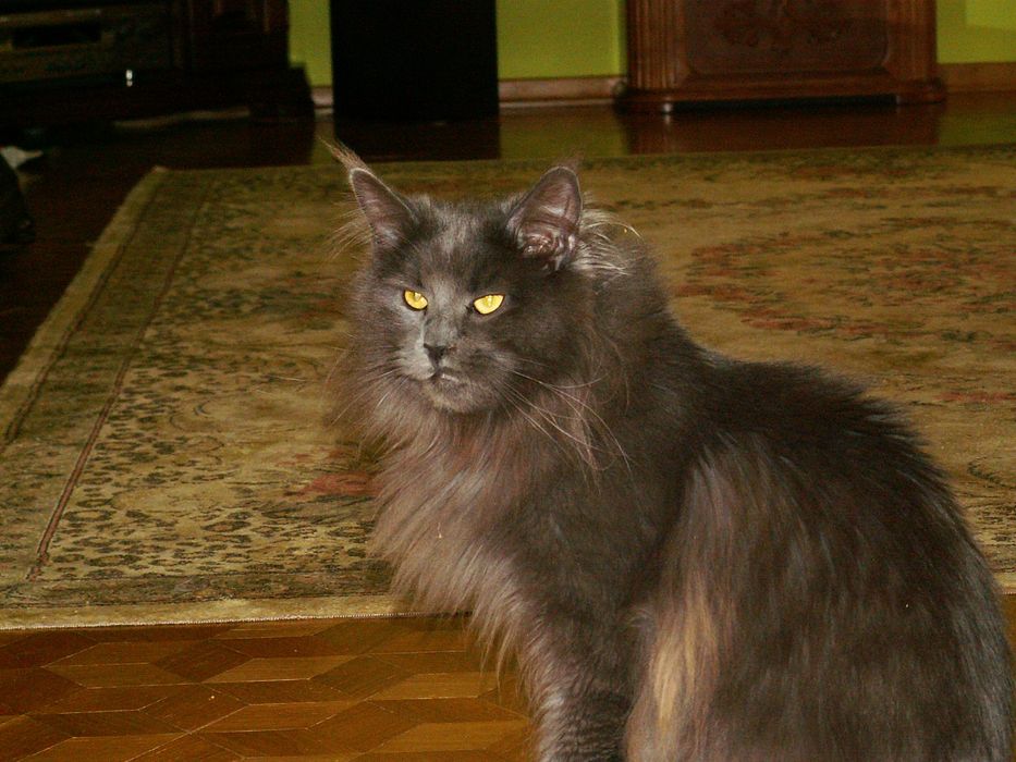 Maine Coon-koteczka po Championie