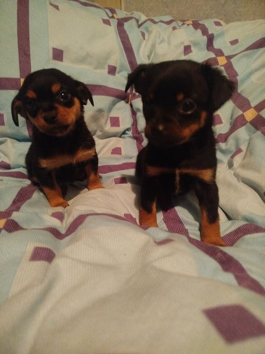 Продам ,цуценят породи Той терьєра звернення за номером телефону