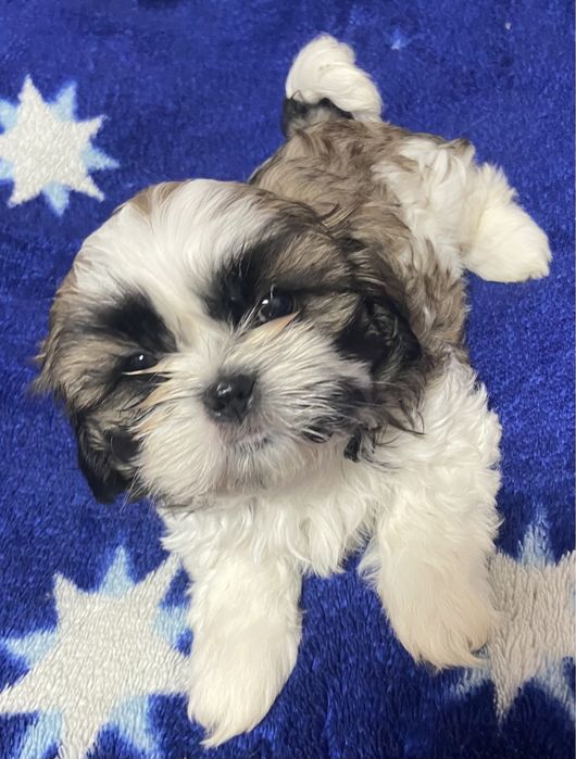 Красуні Ши тцу дівчатка