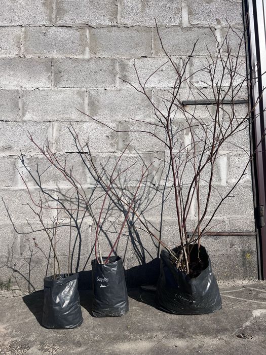 Саджанці лохини від 2 до 4 років