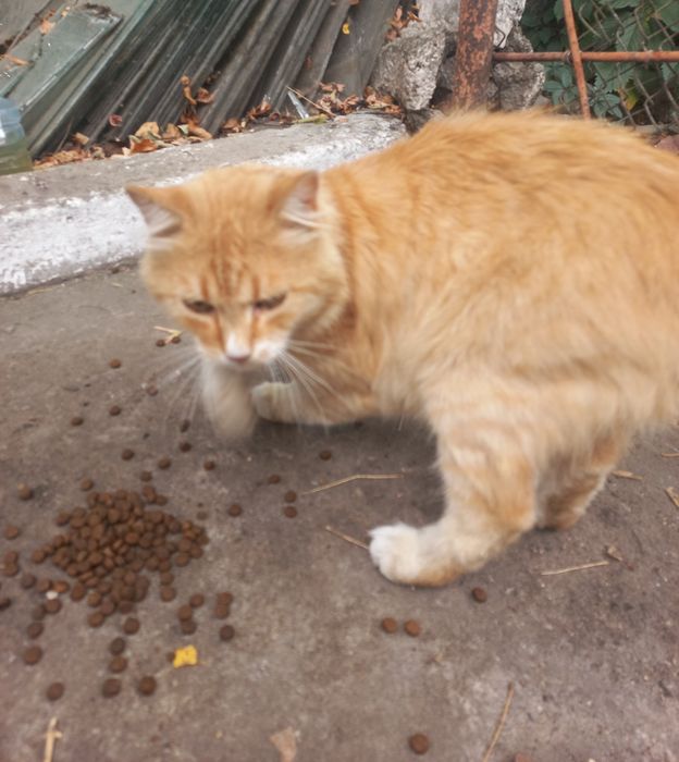 Рижик шукає сім'ю