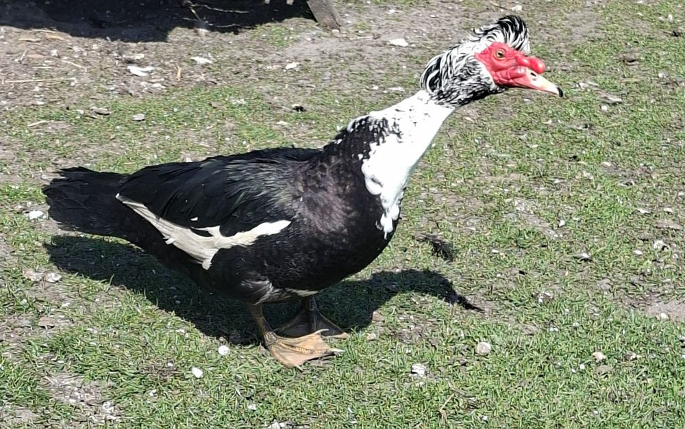 Kaczor do rozpłodu