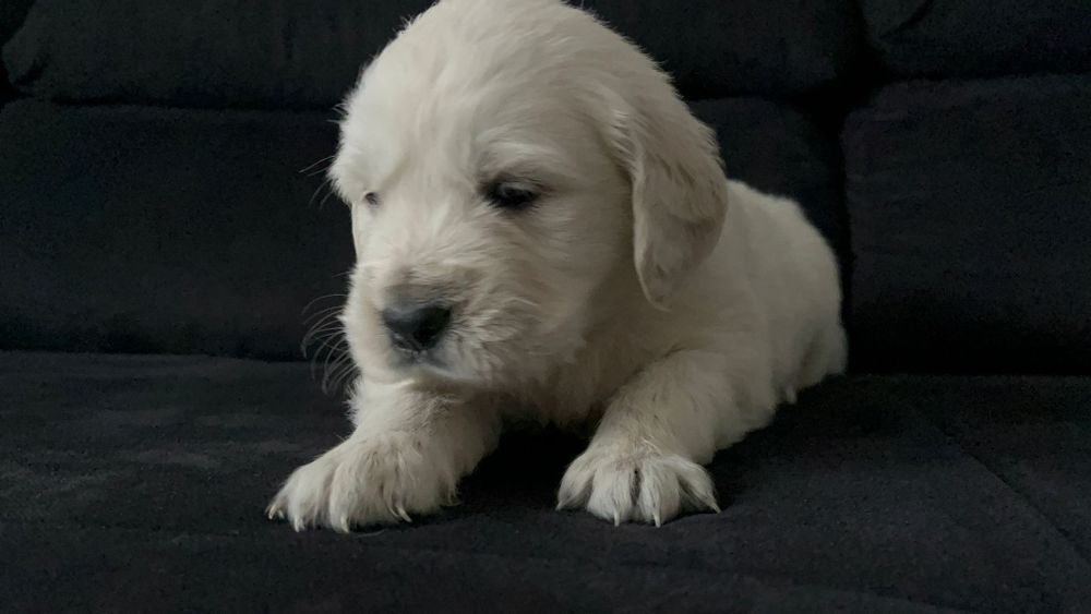 Golden Retriever com Lop e Afixo