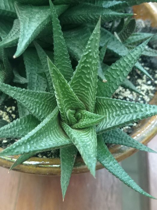 Филодендрон Бурле макс Ринг оф файер Замиокулькас Хавортиопсис  Руэлия