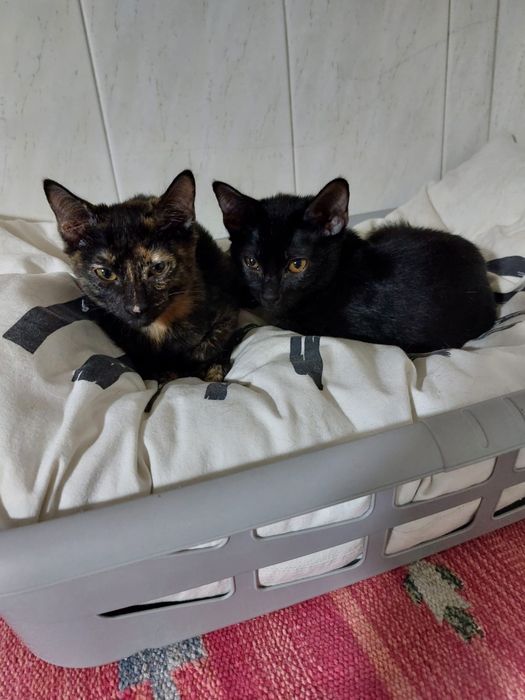 Gatinhos bebés com esterilização gratuita para adoção 
Se procura gatinho adote este menino doce. Bem haja