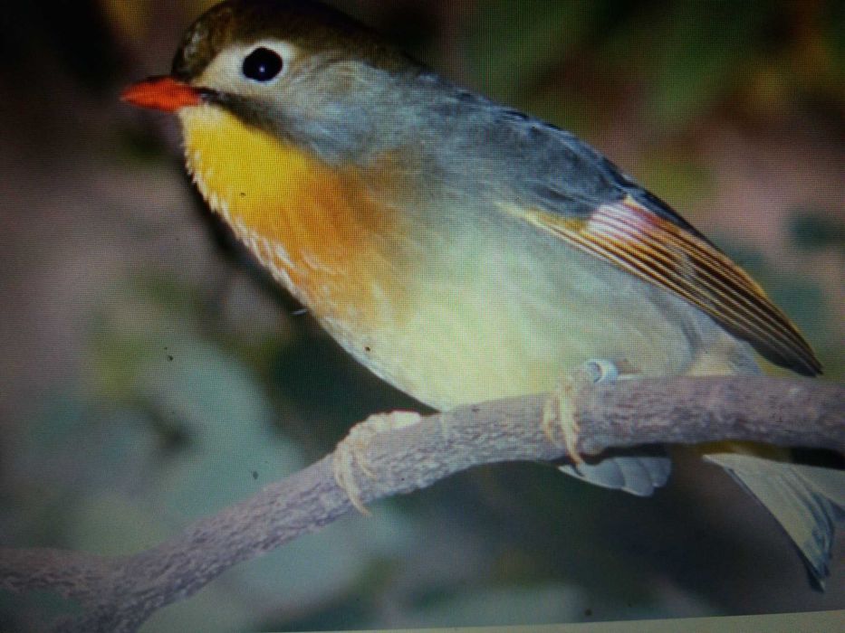 Casal de  aves anilhadas 2024/2025 Outras aves