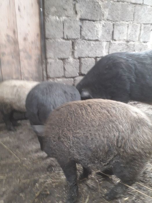 Продам поросята.