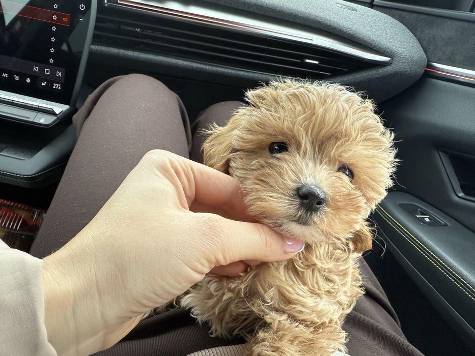 Maltipoo Мальтіпу ф1