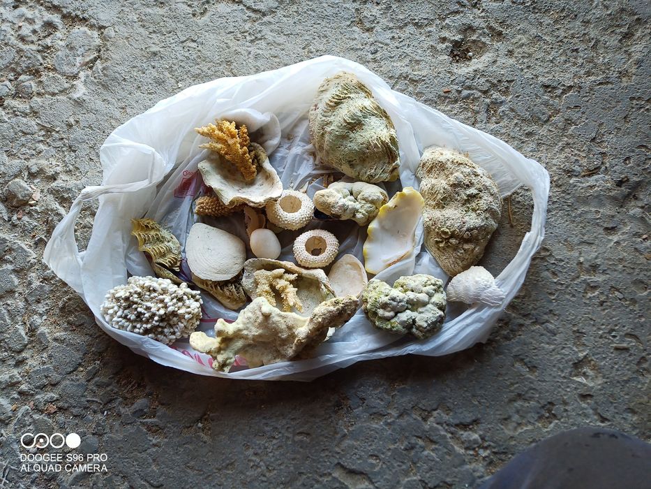 Ракушки привезені з Єгипту