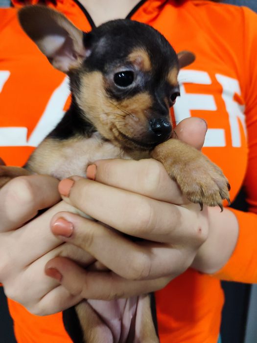 Той тер'єр собаки