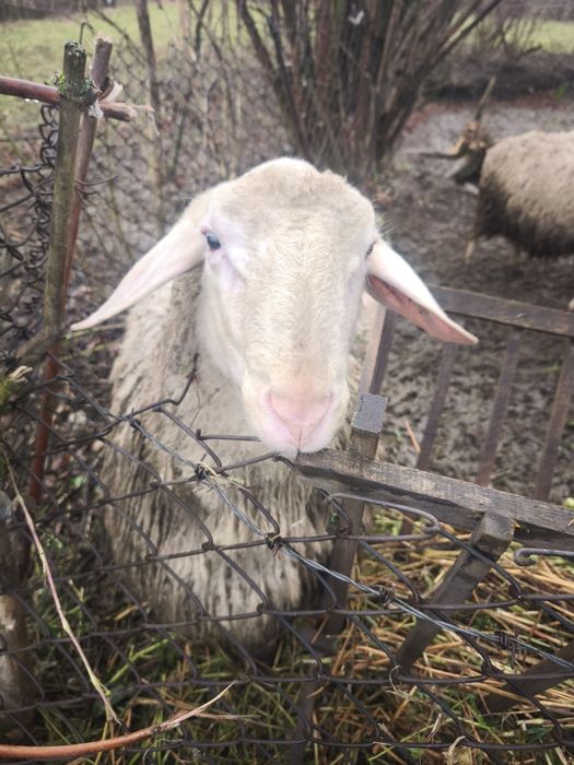 Продам барани самці Меріноландшаф