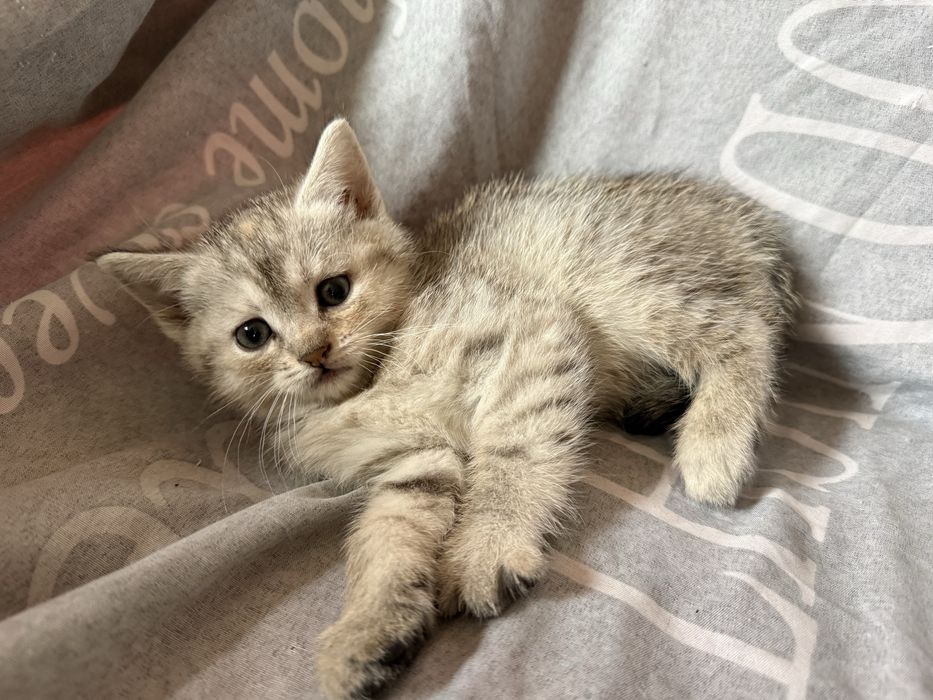 Коти.Котики.Віддам безкоштовно в добрі руки