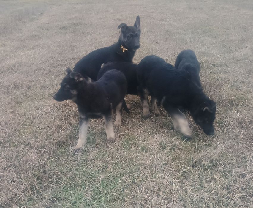 Щенки восточно-европейской овчарки