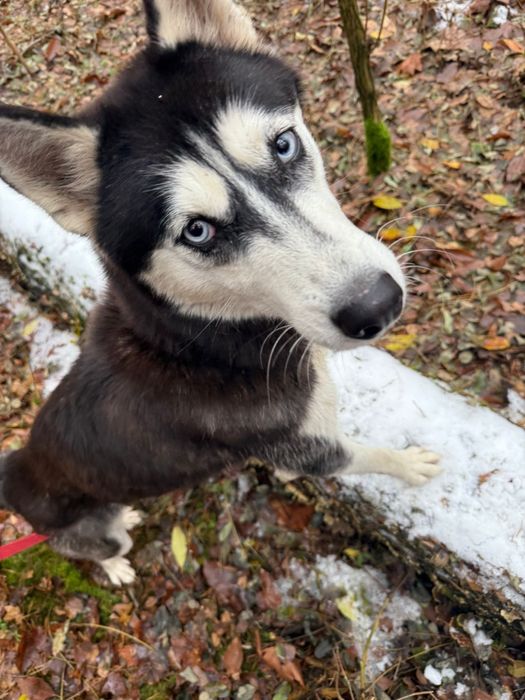 suczka w typie Siberian Husky