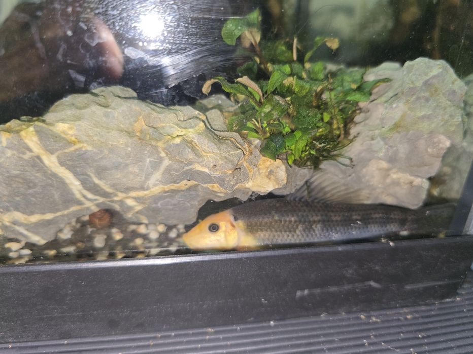 Comedor de alga chines