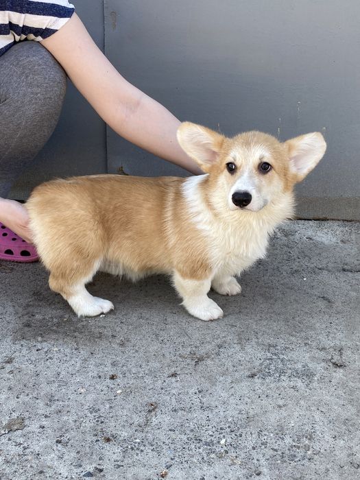 Вельш-корги (мальчики и девочки)