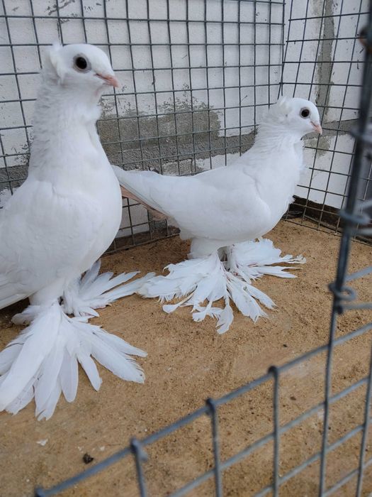 Gołębie dryjery ozdobne