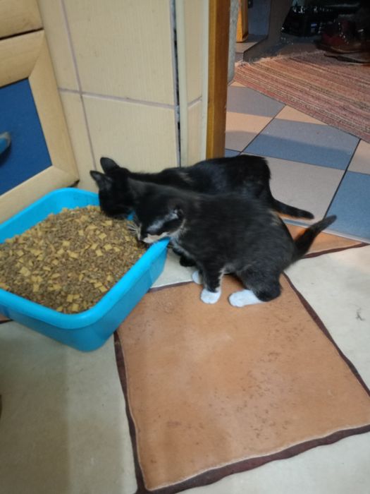 Oddam piękne małe koty