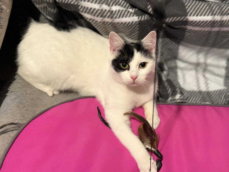 Łatka - urocza, drobna kotka do adopcji
