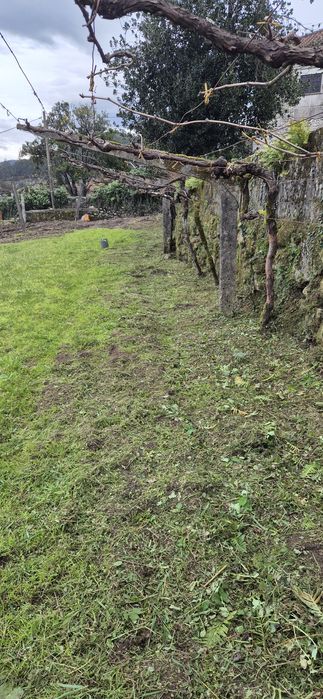 Limpeza de mato e erva