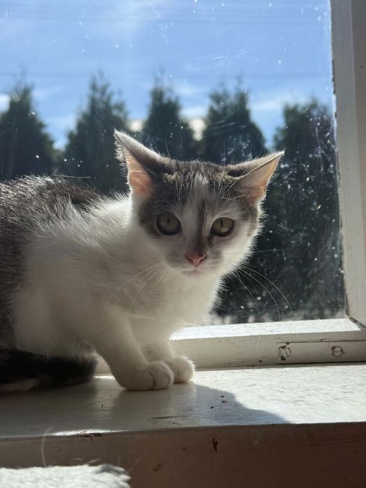 Kicia kocia Sky do adopcji