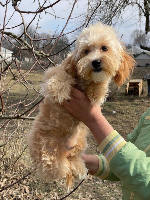 Чудові песики мальтипу