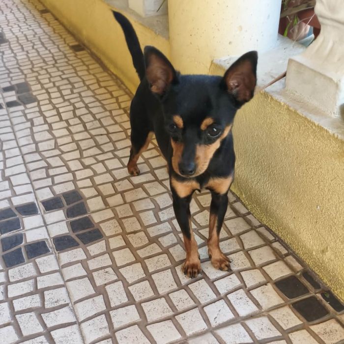 Pinscher miniatura macho