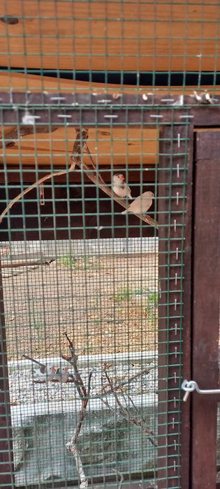 Mandarins nascidos Abril