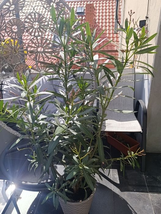Sprzedam Oleander różowy