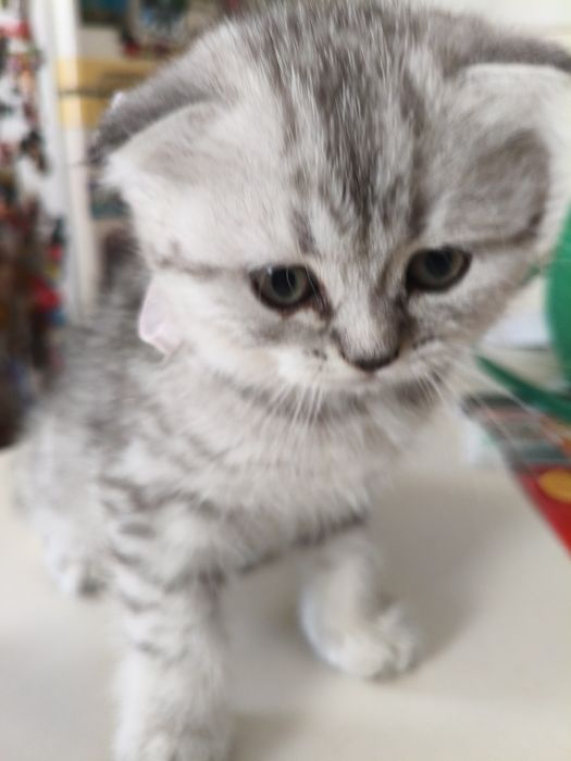 Gatinha Scottish Fold